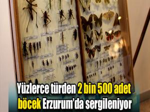 Yüzlerce türden 2 bin 500 adet böcek Erzurumda sergileniyor