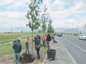 Büyükşehir, 3 ayda 5 bin ağaç dikti