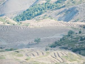 Kop Dağı ağaçlandırılıyor