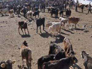 ERZURUM HAYVAN PAZARI ŞAP NEDENİYLE GEÇİCİ SÜRE KAPATILDI