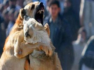 ERZURUM'DA BAHİSLE KÖPEK DÖVÜŞTÜREN 21 KİŞİ YAKALANDI