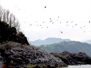 Giresun Adası binlerce kuşu konuk ediyor