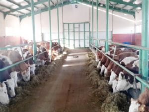 Erzurum'da organik et ve süt üretimi projesi