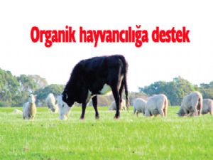 Organik hayvancılığa TAM DESTEK