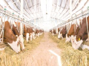 200 besicinin ahırını DEVLET YAPACAK