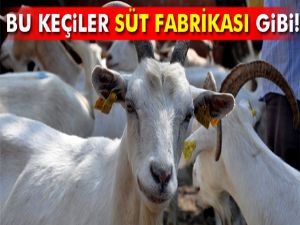 Süt fabrikası gibi keçiler