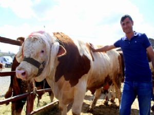 Kurban pazarının en büyüğü 'Aslan'