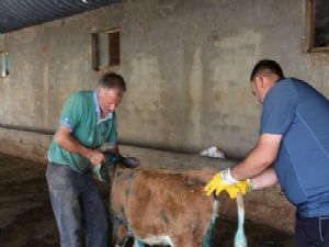 Aç kalan sokak köpekleri buzağılara saldırdı