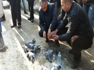 Kırıkkale'de güvercin katliamı