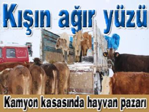 Kamyon kasasında hayvan pazarı