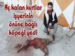 Aç kalan kurtlar işyerinin önüne bağlı köpeği yedi