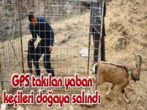GPS takılan yaban keçileri doğaya salındı