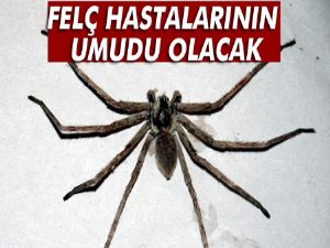 Örümcek zehri felç tedavisinde umut olabilir