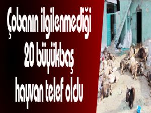 Çobanın ilgilenmediği 20 büyükbaş hayvan telef oldu