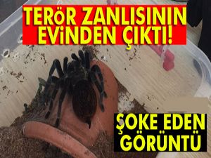 Terör zanlısının evinden tarantula çıktı