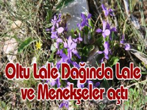 Oltu Lale Dağında Lale ve Menekşeler açtı