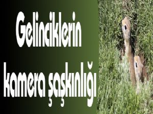 Gelinciklerin kamera şaşkınlığı