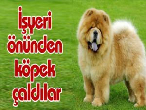 İşyeri önünden köpek çaldılar