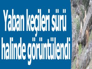 Yaban keçileri sürü halinde görüntülendi