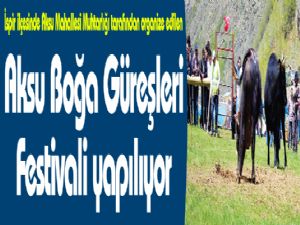 Aksu Boğa Güreşleri Festivali yapılıyor