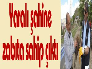 Yaralı şahine zabıta sahip çıktı