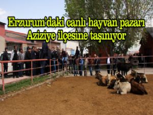 Canlı hayvan pazarı Aziziye ilçesine taşınıyor