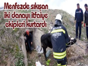 Menfezde sıkışan iki danayı itfaiye ekipleri kurtardı