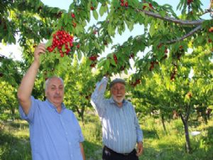 Huzur şehri Uzundere'de Kiraz mevsimi