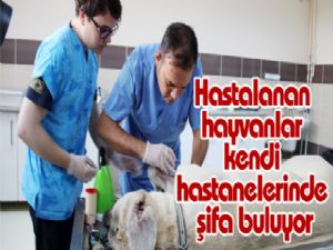 Hastalanan hayvanlar kendi hastanelerinde şifa buluyor