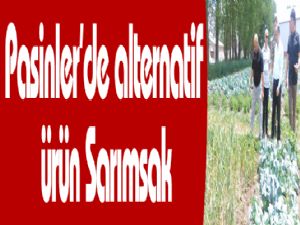 Pasinler'de alternatif ürün Sarımsak