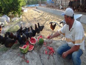 Satamadığı karpuzu inek ve tavuklara yediriyor