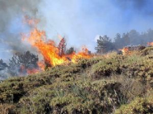 Erzurum'da orman yangını