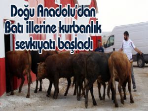 Doğu Anadolu'dan Batı illerine kurbanlık sevkıyatı başladı