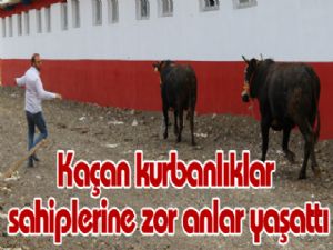 Kaçan kurbanlıklar sahiplerine zor anlar yaşattı