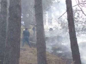 Oltu'da orman yangını kontrol altına alındı