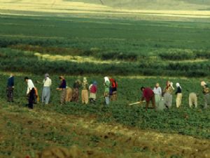 Erzurum'da nüfusun yüzde 52'si tarımda istihdam ediliyor