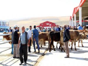 Kurban Bayramı'nda Erzurum'da bu yıl kesilen büyük ve küçükbaş hayvan sayısı açıklandı