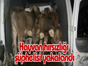 Hayvan hırsızlığı şüphelisi yakalandı