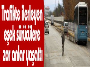 Trafikte ilerleyen eşek sürücülere zor anlar yaşattı