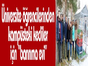 Üniversite öğrencilerinden kampüsteki kediler için 