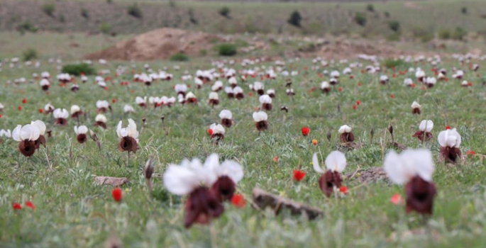 Iris Iberica çiçekleri göz kamaştırıyor