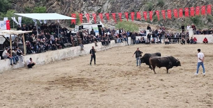 İspir’de boğalarla birlikte sahipleri de birbirine girdi
