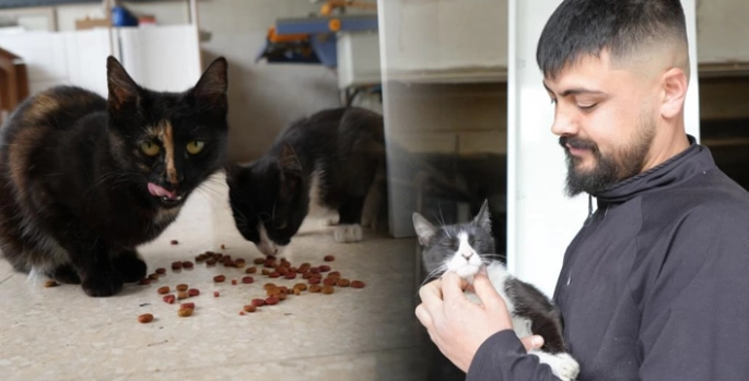 İşte Türkiye'nin konuştuğu o çılgın iki kedi