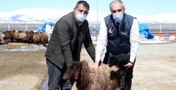 Erzurum çiftçisine anaç koyun keçi desteği