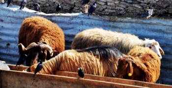 Erzurum’da hayvan yetiştiriciliğinin güçlü yanları var