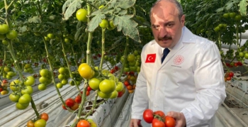 Ilıca domatesinin ilk hasadını Bakan Varank yaptı