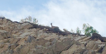 Nesli tükenen dağ keçileri görüntülendi