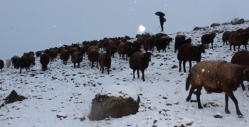 Yaylalardan indirilen koyun sürüsü kar, tipiye yakalandı