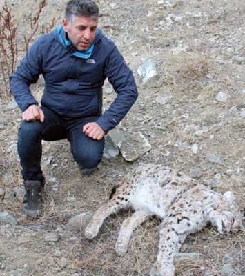 Kaçak avcılar, nesli tükenmekte olan vaşağı öldürdü