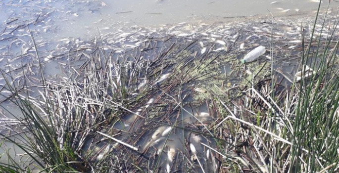 Karasu’da binlerce balık telef oldu